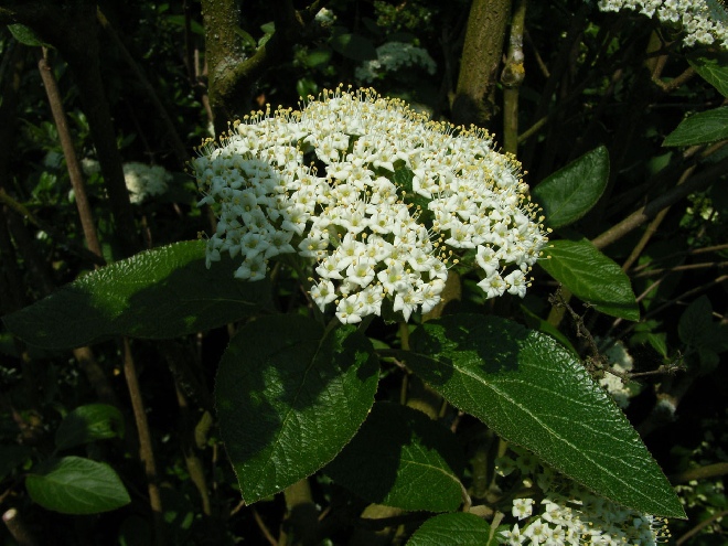 Viburnum lantana Wollige sneeuwbal