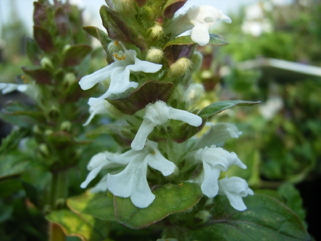Ajuga reptans 'Alba' Kruipend zenegroen