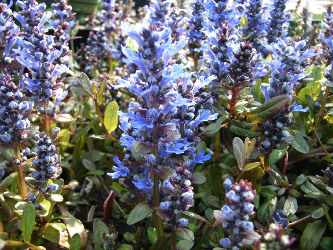 Ajuga reptans 'Blueberry Muffin'  Kruipend Zenegroen
