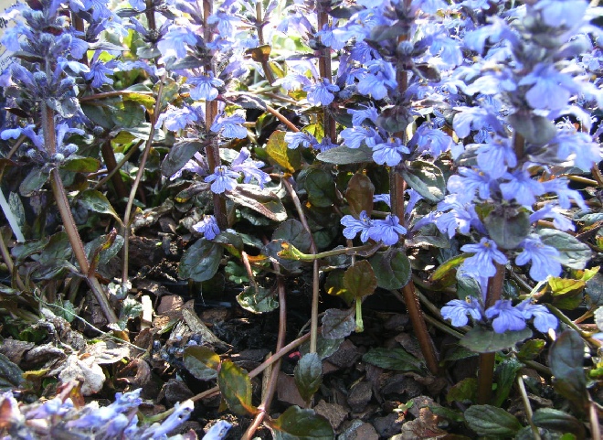 Ajuga reptans 'Atropurpurea' Kruipend zenegroen