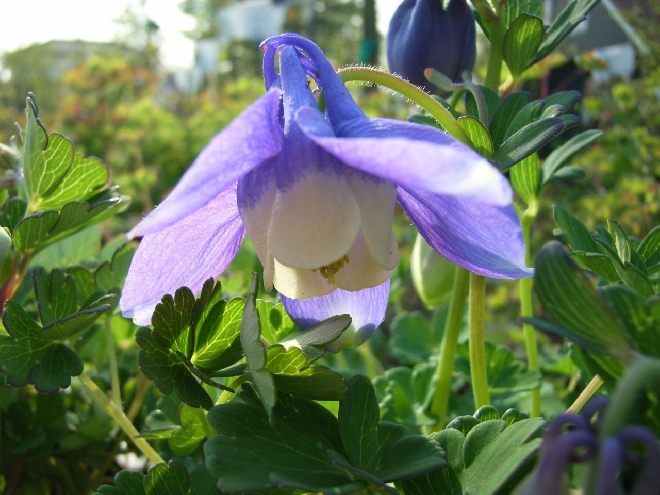 Aquilegia flabellata 'Ministar' Akelei