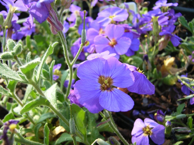 Aubrieta 'Blue Emperor' Randjesbloem/Blauwkussen