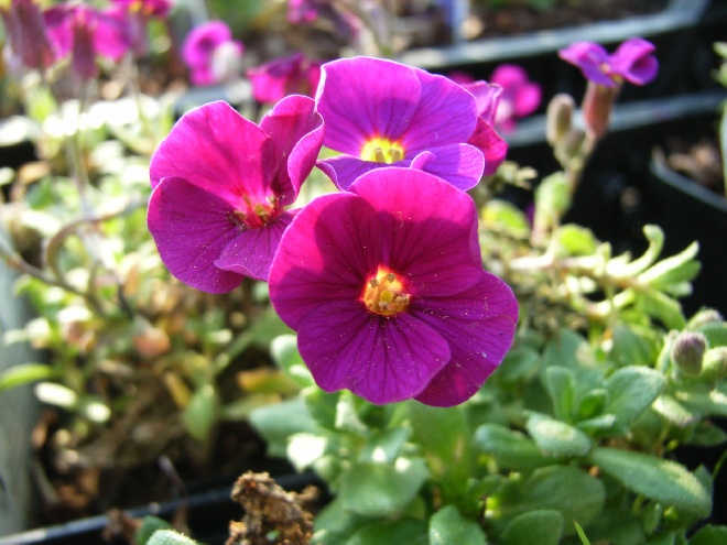 Aubrieta 'Bressingham Red' Randjesbloem/Blauwkussen