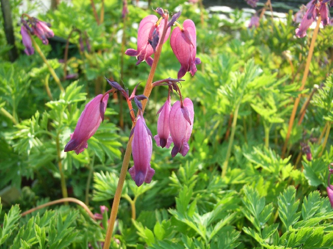 Dicentra formosa gebroken hartje