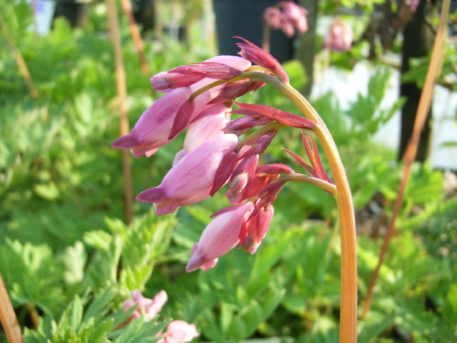 Dicentra formosa 'Adrian Bloom'  Gebroken hartje