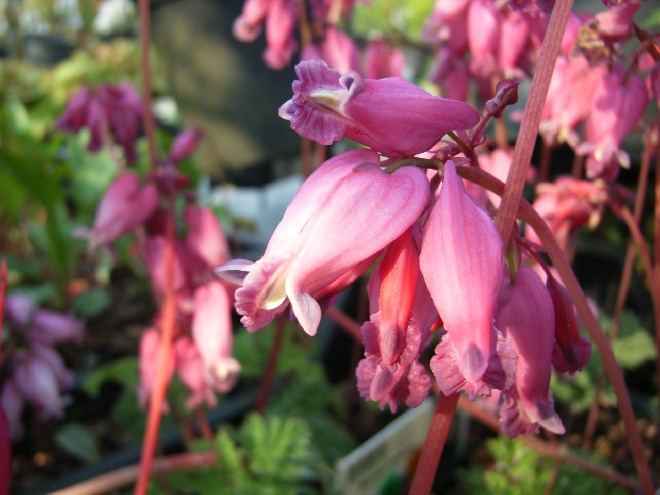 Dicentra formosa 'Luxuriant'  Gebroken hartje
