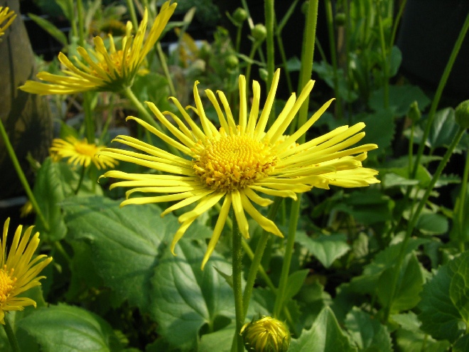 Doronicum orientale Voorjaarszonnebloem