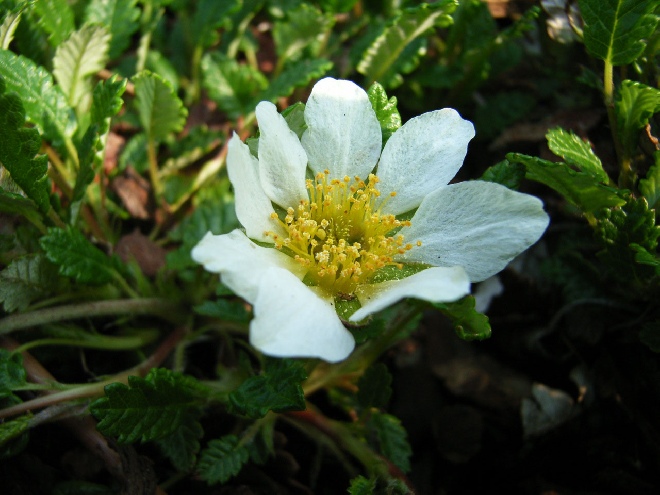 Dryas suendermannii 