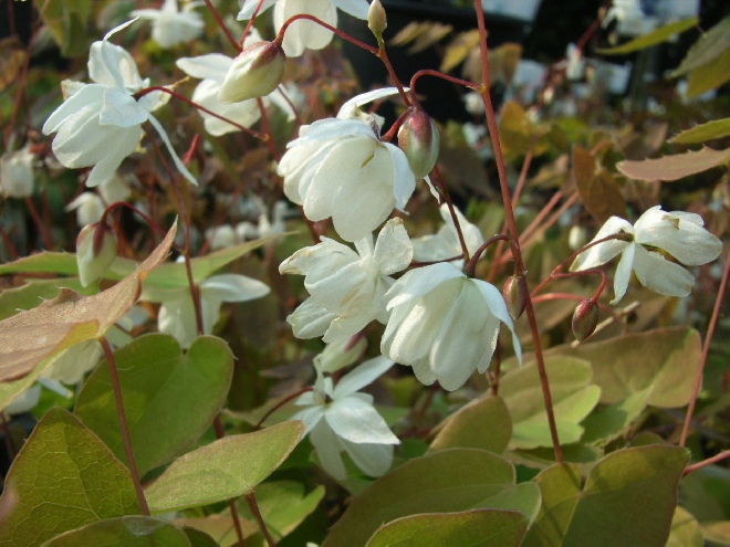 Epimedium youngianum 'Niveum' Elfenbloem