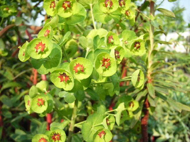 Euphorbia martinii Wolfsmelk