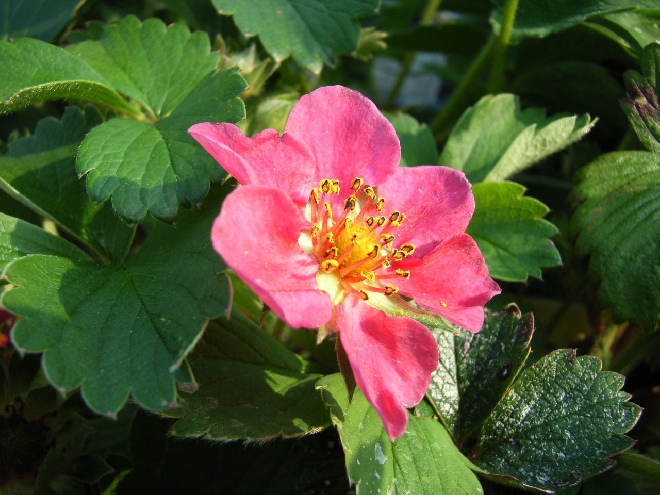 Fragaria 'Stickbolwi' (syn. Fragaria 'Lipstick') Sieraardbei