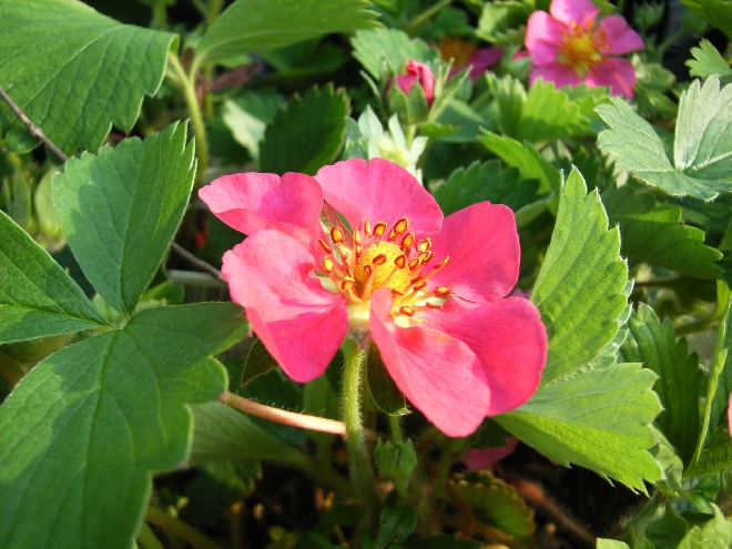 Fragaria 'Frel' (syn. fragaria 'Pink Panda') Sieraardbei