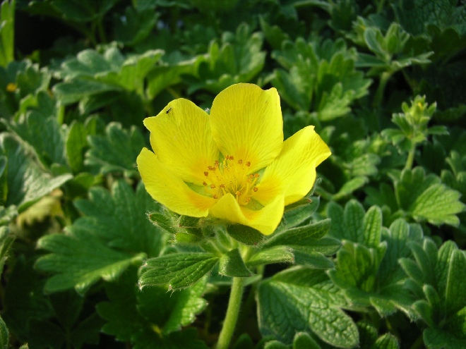 Potentilla fragiformis ganzerik, vijfvingerkruid