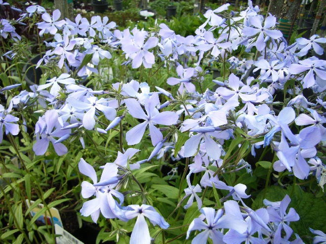 Phlox divaricata 'Clouds of Perfume' Vlambloem