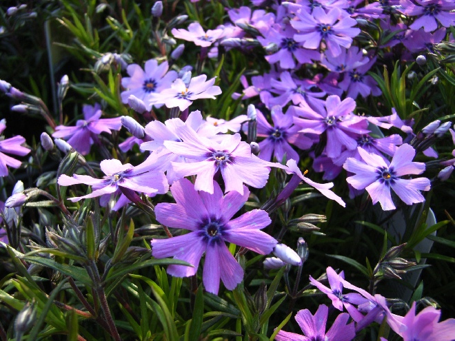 Phlox 'Purple Beauty' (Subulata-groep) Vlambloem