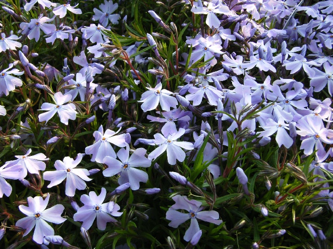 Phlox 'Emerald Cushion Blue' (Subulata-groep) Vlambloem