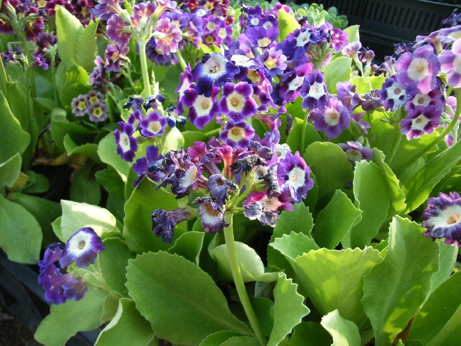 Primula pubescens 'Exhibition Blue' Tuinaurikel