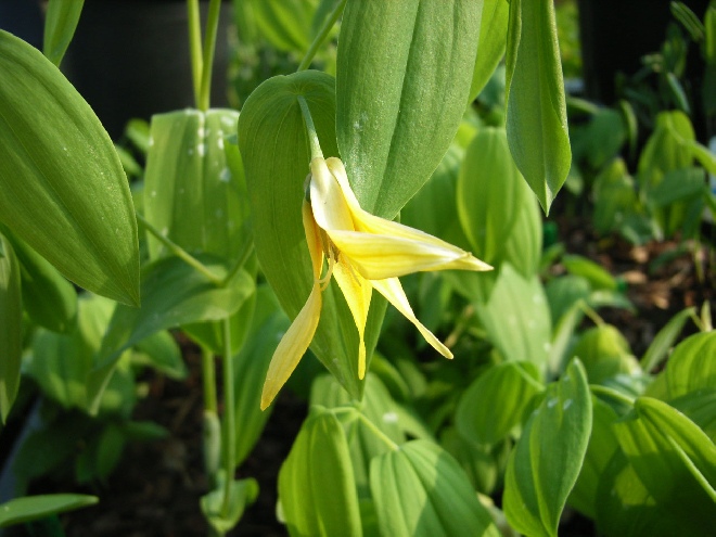 Uvularia grandiflora 