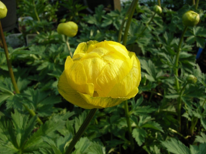 Trollius 'Lemon Queen' Kogelboterbloem, Kogelbloem.