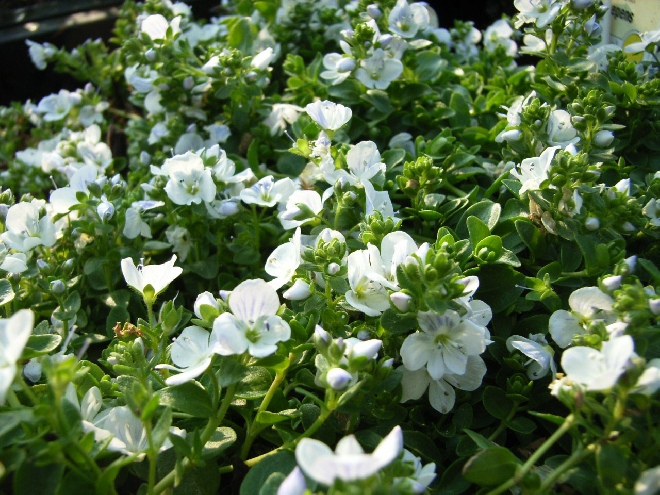 Veronica repens Ereprijs
