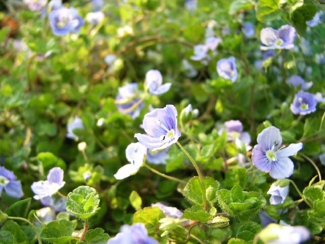 Veronica filiformis Draadereprijs
