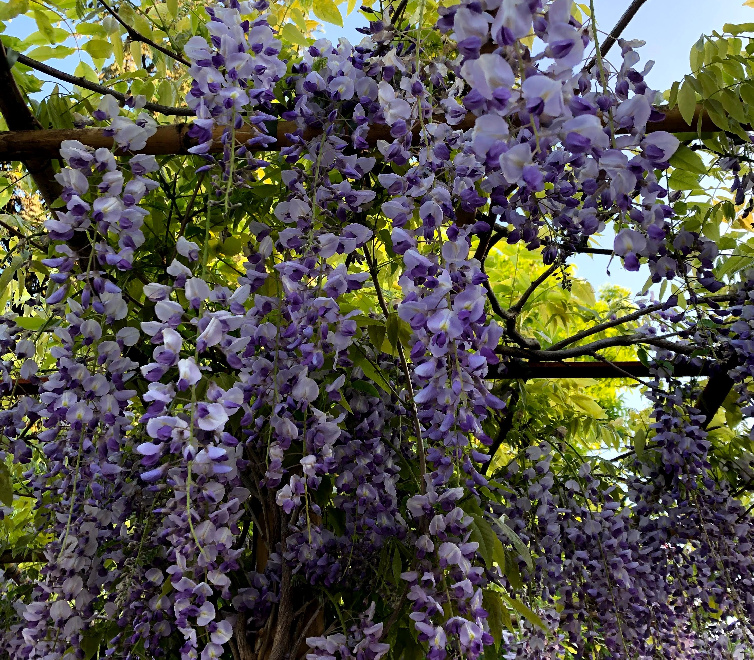 Wisteria sinensis 'Prolific' (syn. 'Boskoop') Blauwe Regen