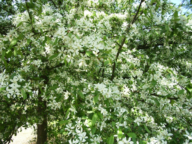 Malus floribunda Sierappel