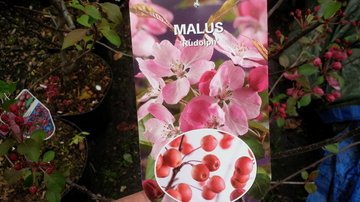 Malus 'Rudolph' Sierappel