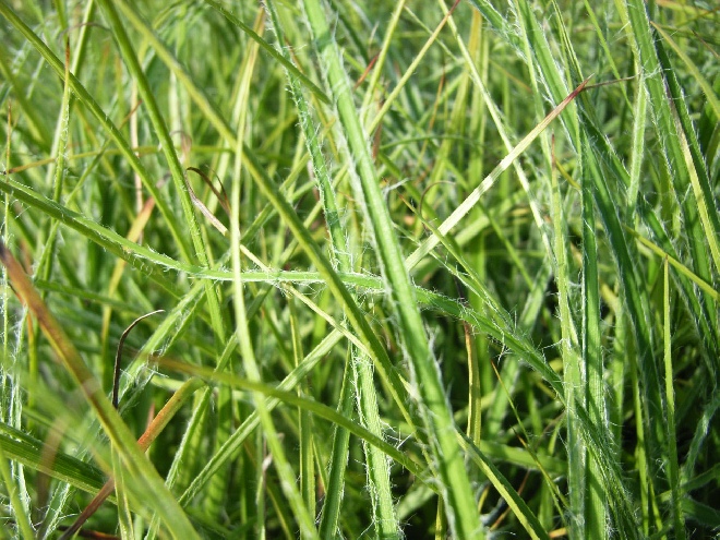 Luzula nivea Veldbies