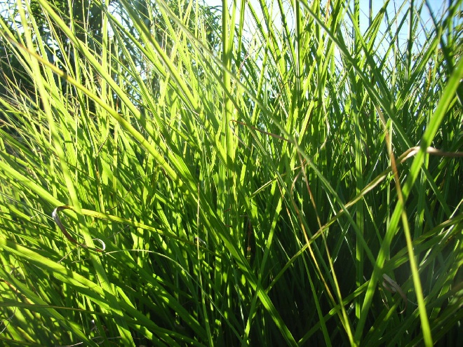 Miscanthus sinensis 'Gracillimus' Chinees Riet
