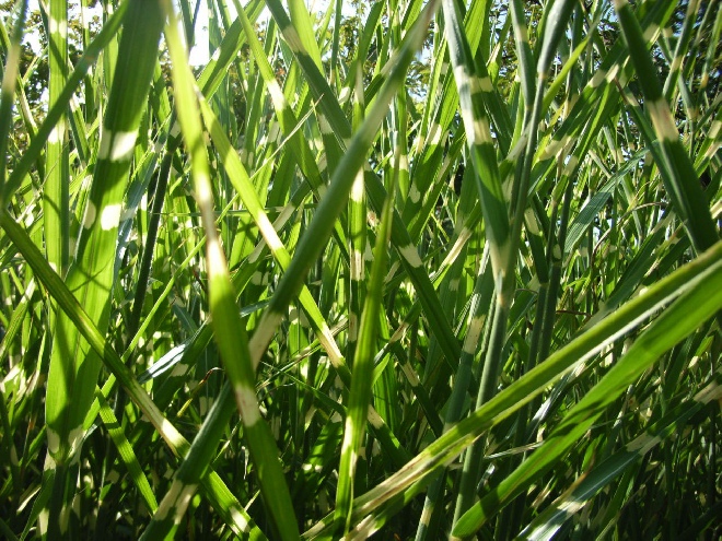 Miscanthus sinensis 'Strictus' Bont Chinees Riet