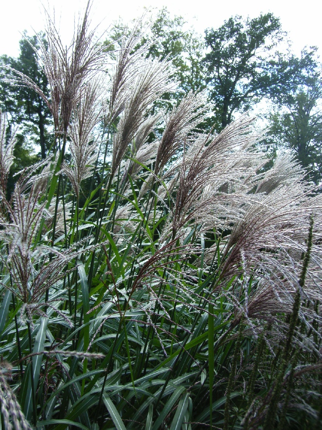 Miscanthus sinensis 'Malepartus' Chinees Riet