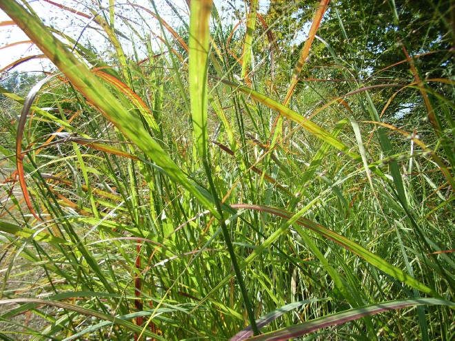 Panicum virgatum 'Rehbraun' Gierst, Vingergras