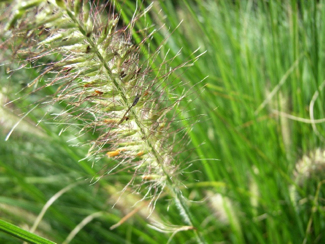 Pennisetum alopecuroides 'Hameln' Lampenpoetsergras, Borstelveergras