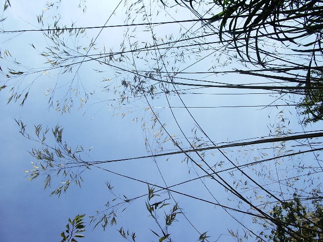 Stipa gigantea Vedergras