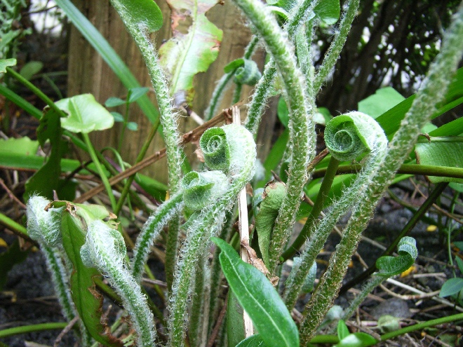 Asplenium scolopendrium (syn. Phyllitis scolopendrium) Tongvaren