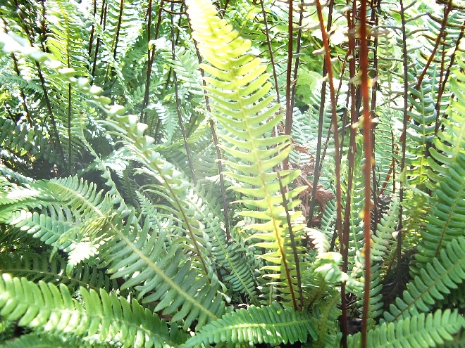 Blechnum spicant Dubbelloofvaren