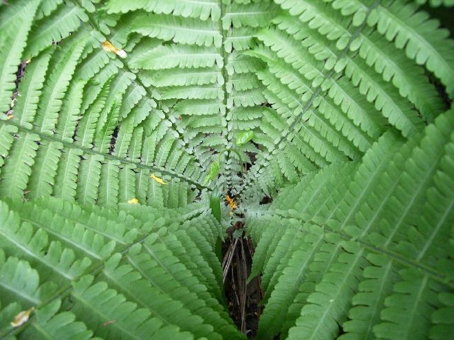 Matteuccia struthiopteris Struisvaren, Bekervaren
