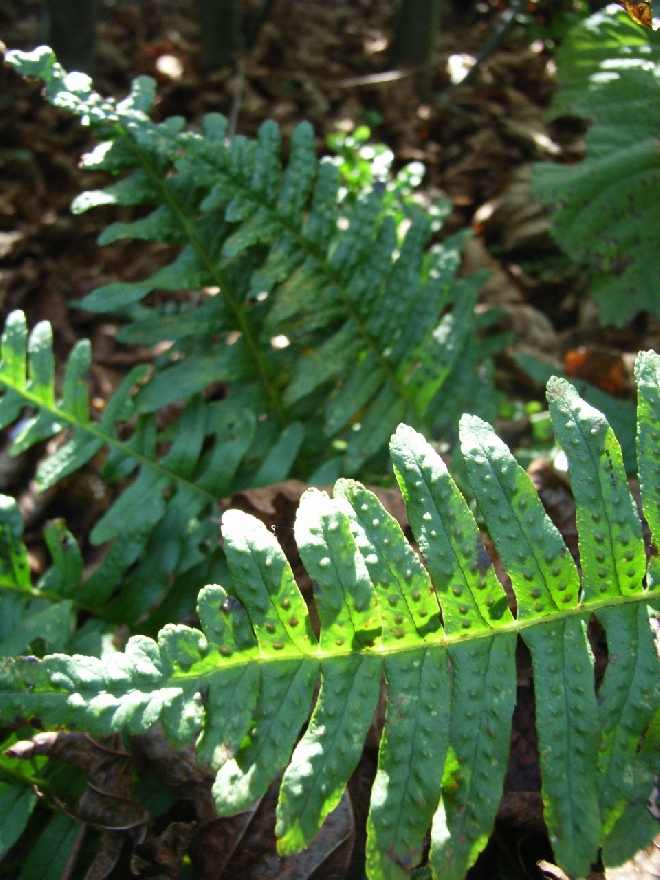 Polypodium vulgare Eikvaren
