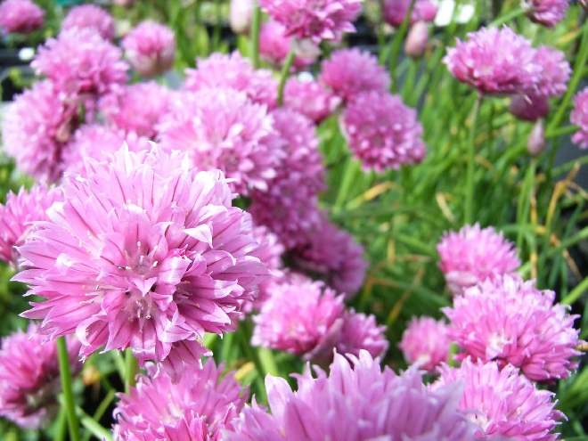 Allium schoenoprasum 'Forescate' Bieslook