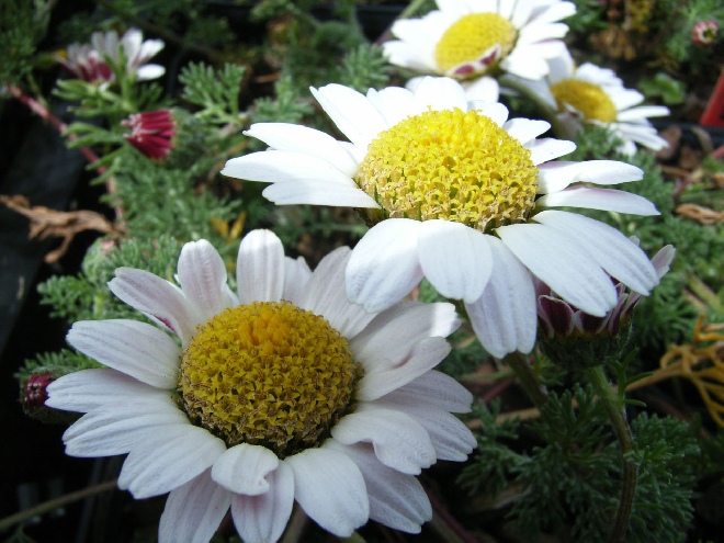 Anacyclus pyrethrum var. depressus Marokkaanse kamille