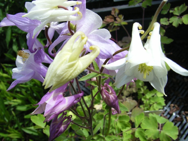 Aquilegia 'Biedermeier' Akelei