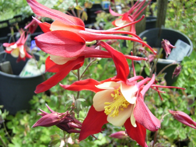 Aquilegia 'Crimson Star' Akelei