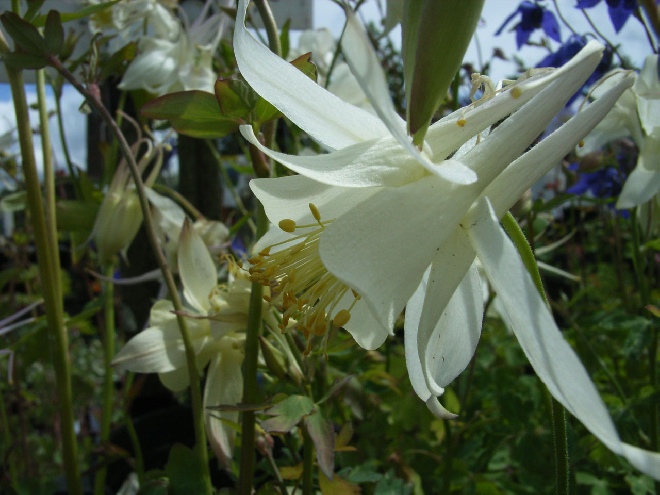 Aquilegia 'Silver Queen' Akelei