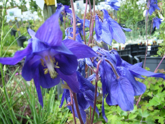 Aquilegia alpina Akelei