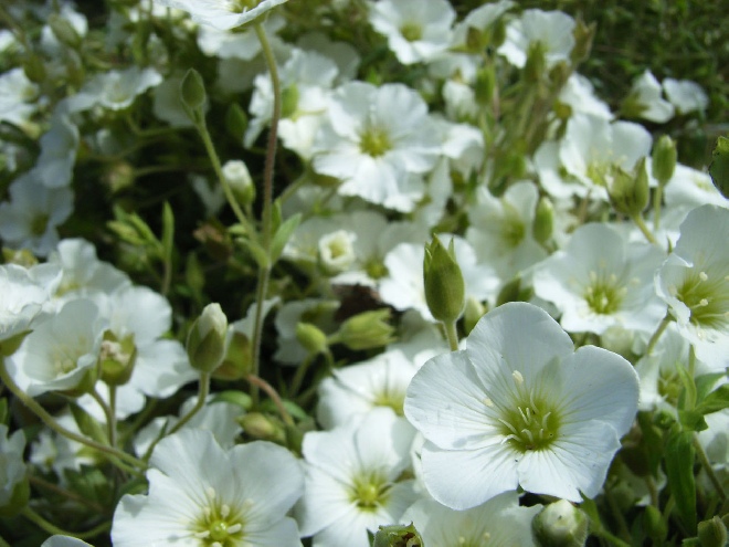 Arenaria montana Zandkruid
