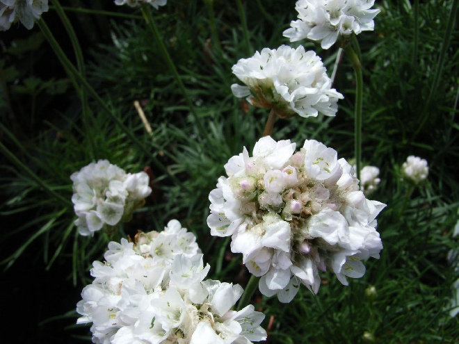 Armeria maritima 'Alba' Engels gras
