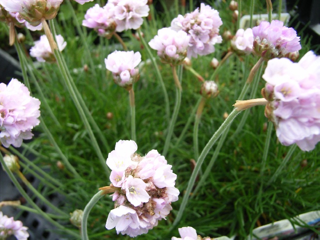 Armeria maritima 'Rosea' Engels gras