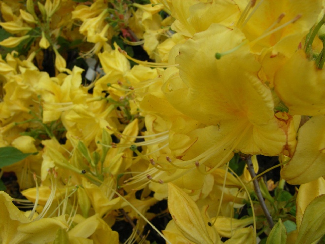 Rhododendron 'Anneke' (Knap Hill-Exbury-Azalea) Knap-Hill-Exbury Azalea
