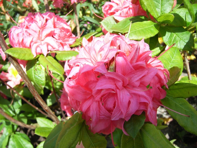 Rhododendron 'Homebush' Azalea Mollis